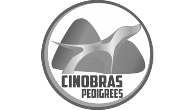 CINOBRASS