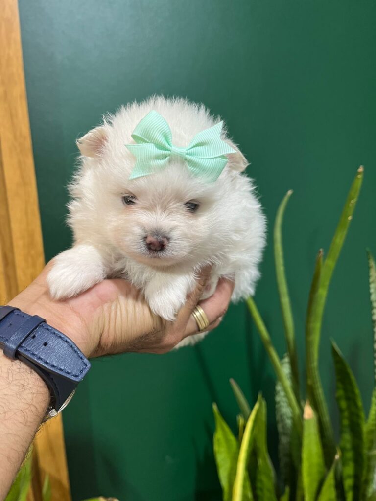 de3d1020-44ea-4874-ba35-48cc1f2f9d39